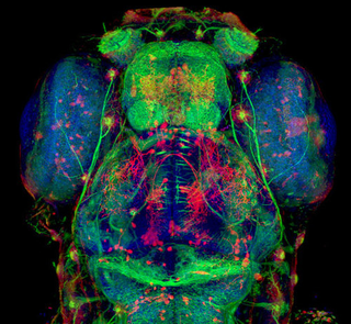 Illustration for article titled The year's strangest, most beautiful visions of the microverse